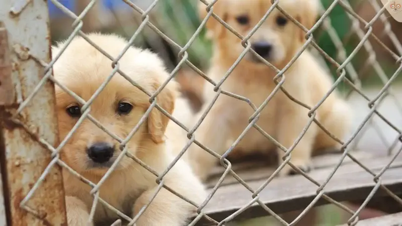 Was ist ein Treppenschutzgitter (für Hunde)?