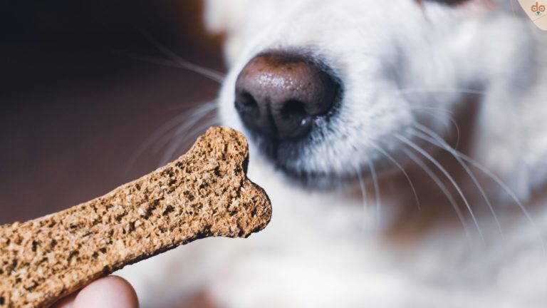 Hundekekse selber backen