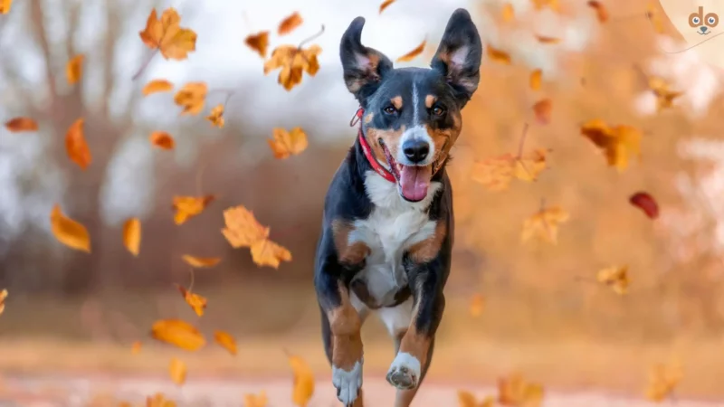 Im Herbst mit dem Hund spazieren gehen