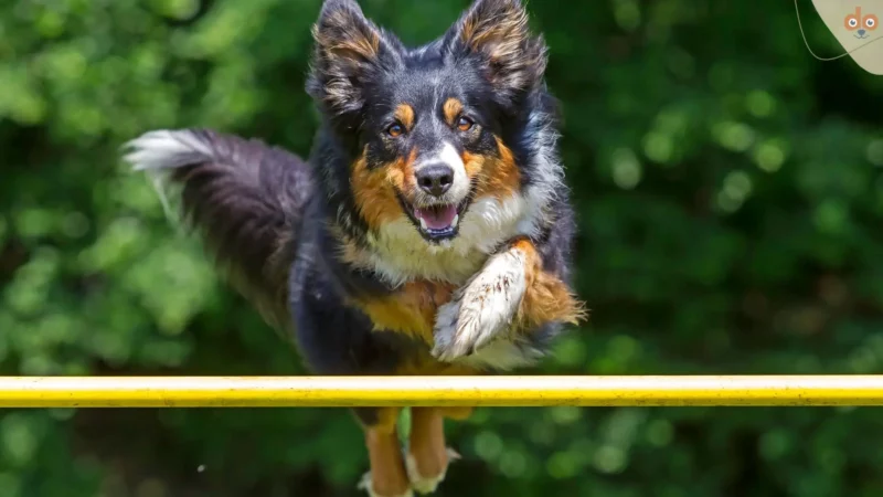 Agility-Parcours