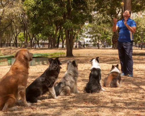 Hunde warten im Sitz auf Ball vom Hundetrainer