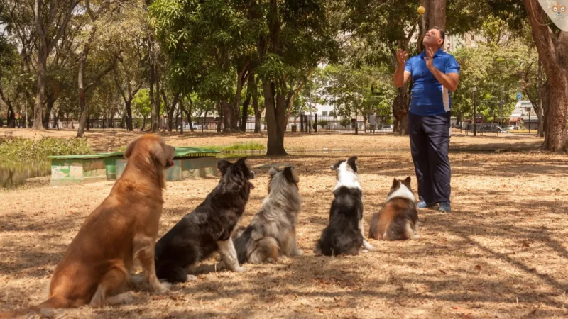 Berufe mit Hunden – Aus Leidenschaft wird Profession