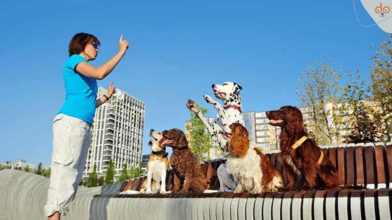 Hundeschulen