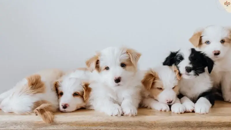Hundewelpen Schweiz