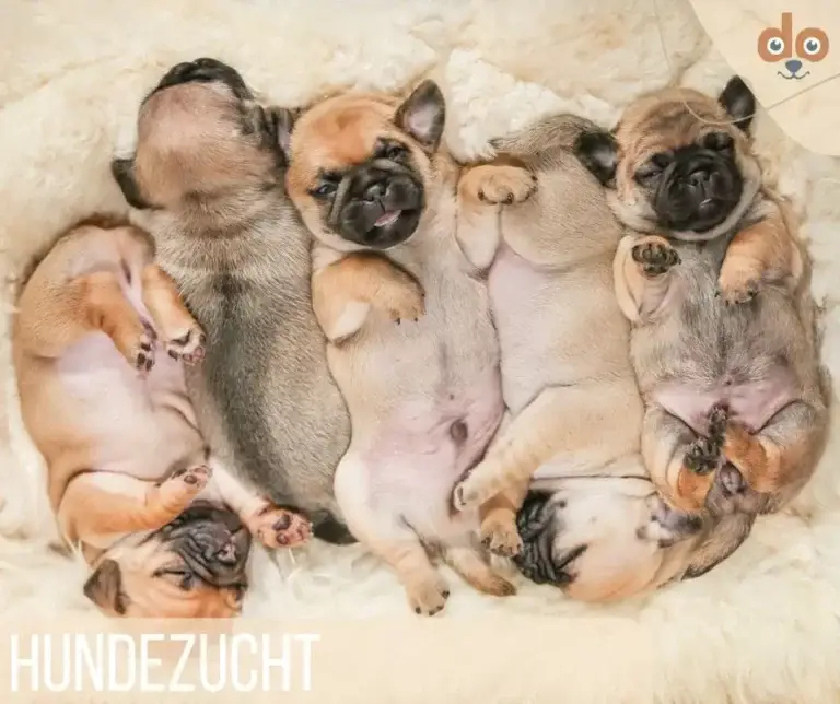 Was bedeutet Hundezucht?