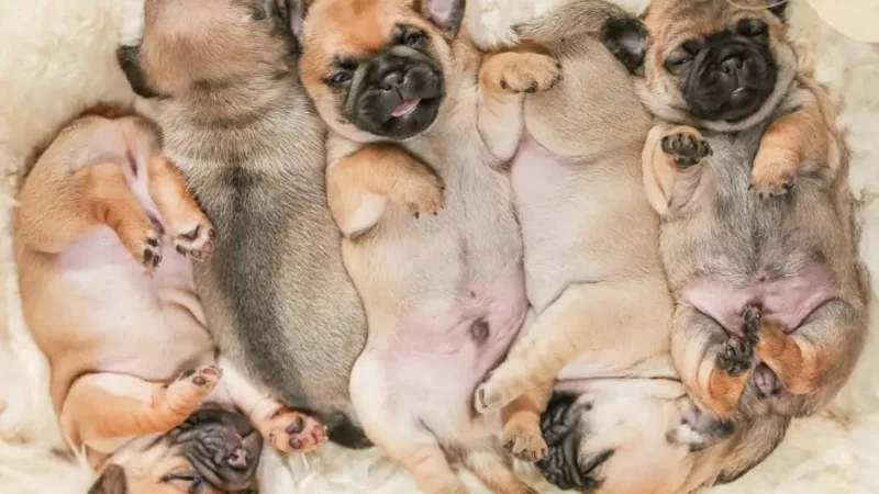 Was bedeutet Hundezucht?
