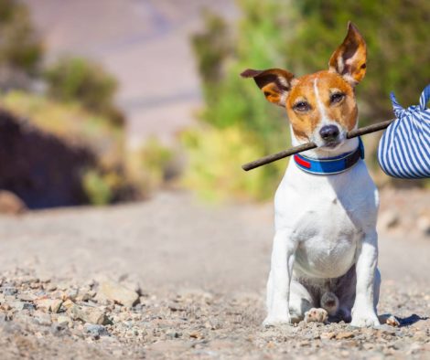 jack-russel-reisen-wandern-bereit-ausflug