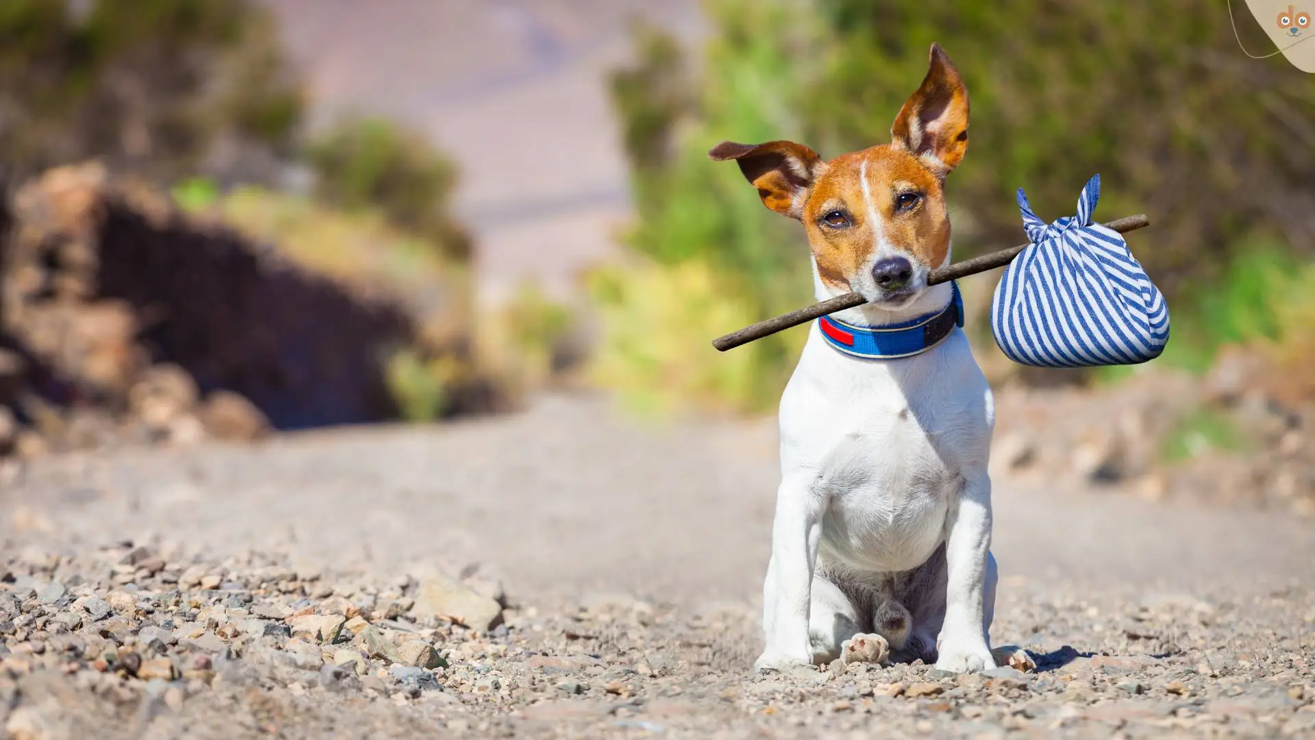 jack-russel-reisen-wandern-bereit-ausflug