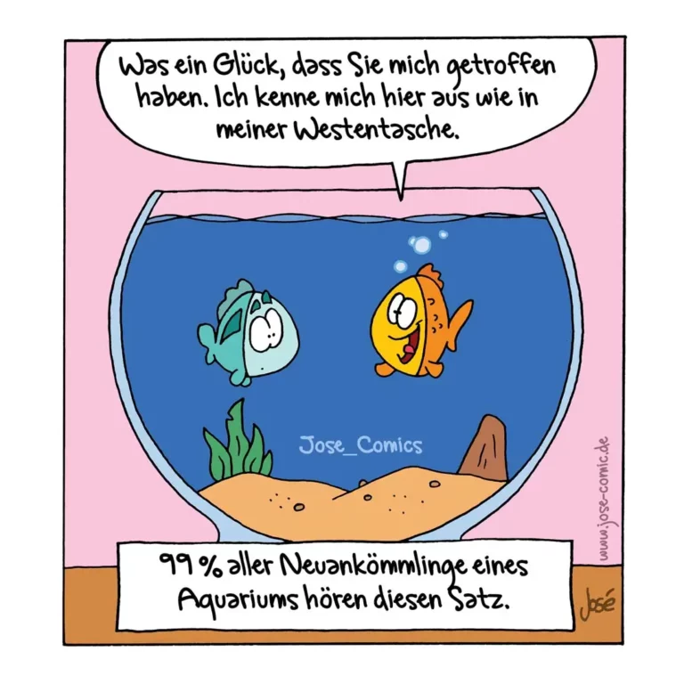 Zwei bunte Fische im Aquarium, einer türkis-weiss, einer gelb-orange, schauen sich an. Rosa Hintergrund.