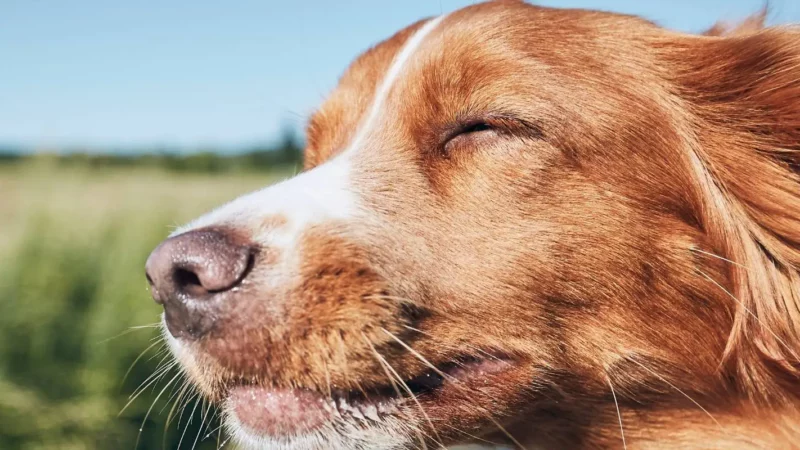Hund im Auto, Zug und Flugzeug: Regeln und Sicherheit