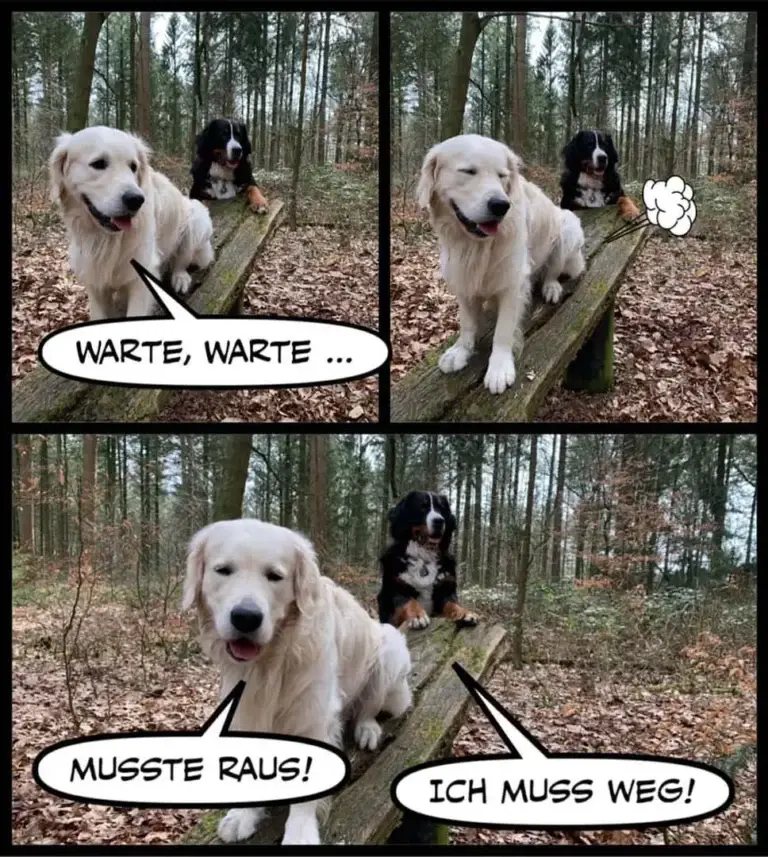 Weisser Hund auf Baumstamm sagt "Warte, warte..." und "Musste raus!", schwarzer Hund schaut zu und antwortet "Ich muss weg!"