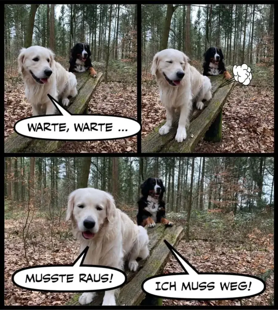 Weisser Hund auf Baumstamm sagt "Warte, warte..." und "Musste raus!", schwarzer Hund schaut zu und antwortet "Ich muss weg!"
