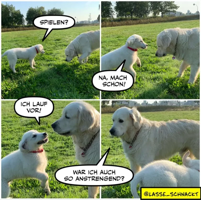 Vier Bilder mit weissen Hunden auf einer Wiese: Kleiner Hund fragt grösseren «Spielen?», dieser antwortet «Na, mach schon!», dann sagt der Kleine «Ich lauf vor!» und der Grosse «War ich auch so anstrengend?»