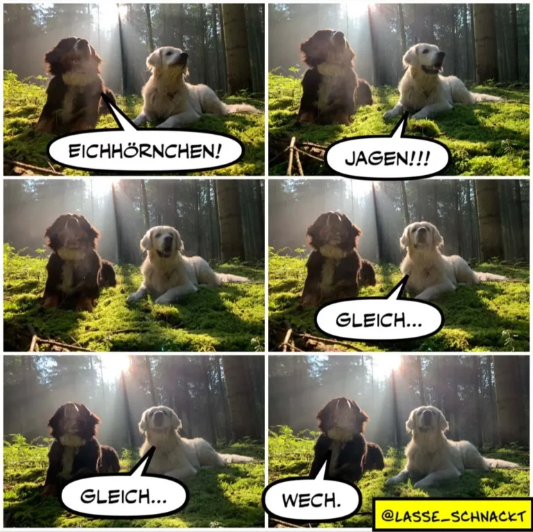 Zwei Hunde im Wald: brauner Hund ruft «Eichhörnchen!» und «Jagen!!!», weisser Hund antwortet gelassen «Gleich...» und «Wech.»