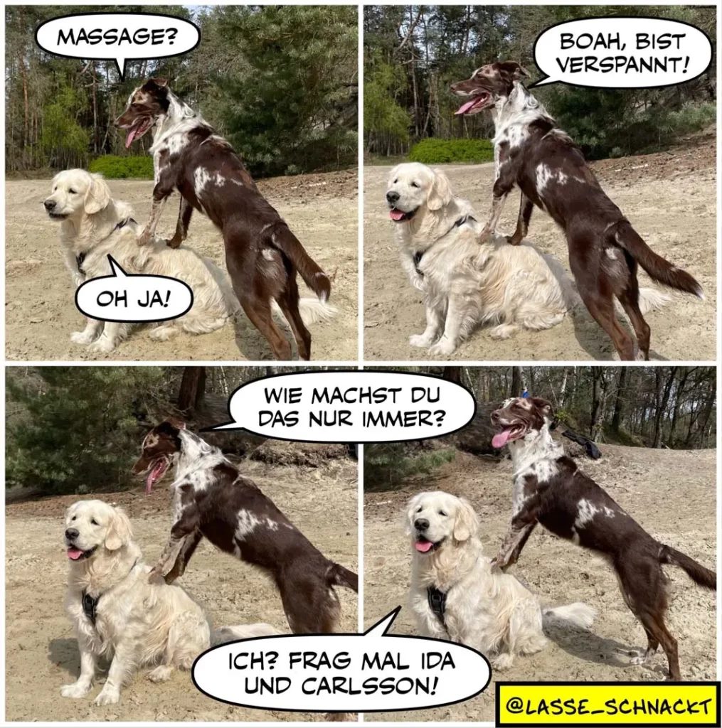 Zwei Hunde auf sandiger Fläche: cremefarbener Labrador sitzt ruhig, brauner Hund steht dahinter. Vier-Panel-Comic mit Dialogblasen auf Schweizerdeutsch.