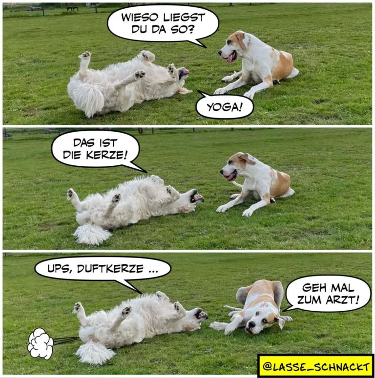 Weisser Hund liegt auf dem Rücken auf der Wiese, brauner Hund sitzt daneben. Dreiszenencomic mit Dialog auf Schweizerdeutsch über Yoga.