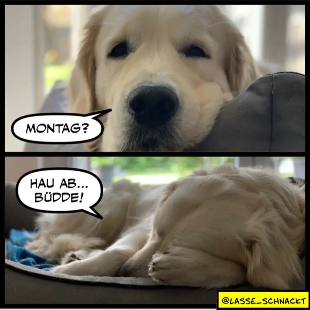 Golden Retriever schaut fragend auf Halter und denkt 'Montag?', unten liegt der Hund erschöpft auf Boden mit Gedanke 'Hau ab... Bude!'