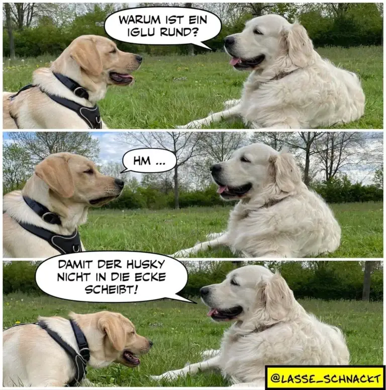 Zwei Labrador-Retrievers unterhalten sich auf einer Wiese. Der beige Hund fragt den weissen, warum ein Iglu rund ist. Der weisse antwortet verwirrt «Hm...» Der beige erklärt dann: «Damit der Husky nicht in die Ecke scheisst!»