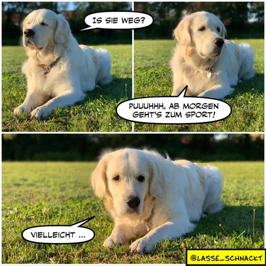 Weisser Labrador liegt auf Wiese. Panel 1: Hund fragt 'Is sie weg?'. Panel 2: Hund antwortet 'Puuuhhh, ab morgen geht's zum Sport!'. Panel 3: Hund wirkt erschöpft mit Text 'Vielleicht...'