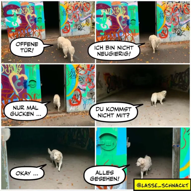 Weisser Hund vor bunter Graffiti-Wand: Panel 1 ruft 'Offene Tür!', Panel 2 antwortet 'Ich bin nicht neugierig!', Panel 3 'Nur mal gucken...', Panel 4 'Du kommst nicht mit?', Panel 5 'Okay...', Panel 6 'Alles gesehen!'