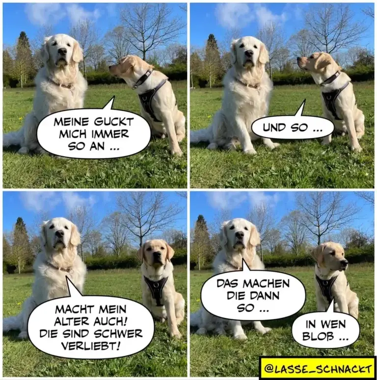 Zwei weisse Labrador-Retriever im Gespräch auf einer Wiese. Der ältere Hund erklärt dem jüngeren sein Trainingssystem in vier Panels.