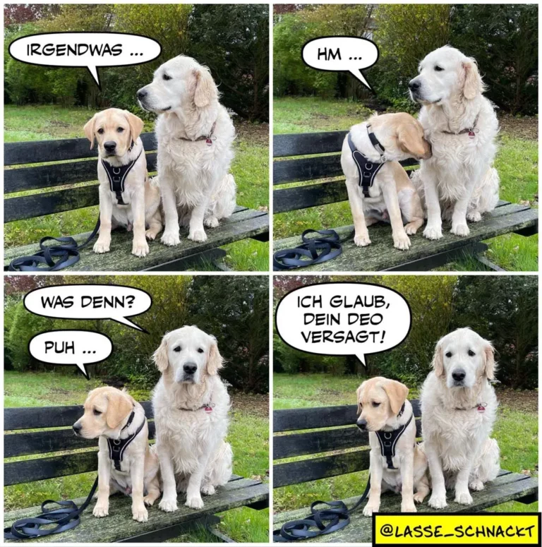Zwei Labrador Retriever sitzen auf einer Bank. Der hellere Hund trägt ein Geschirr und schaut seinen weissen Begleiter an. Sprechblasen zeigen einen Dialog zwischen den beiden.
