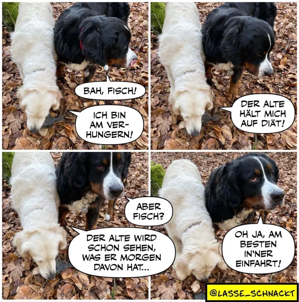 Schwarz-weisser Hund schnüffelt im Laub, vier Panels zeigen einen Dialog zwischen zwei Hunden über Futter und Diät