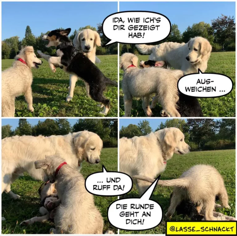 Vier Hunde auf einer Wiese: Ein schwarzer Hund zeigt seinen Hintern den anderen, einer sagt «Ida, wie ich's dir gezeigt hab!», dann «Ausweichen...» und «...und Ruff da!», worauf ein weisser Hund antwortet «Die Runde geht an dich!»