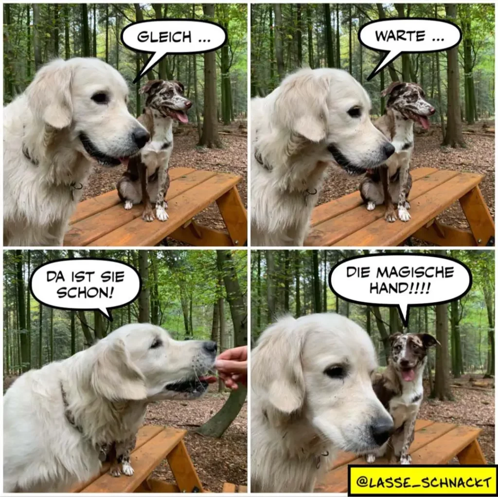 Weisser Hund sitzt auf Holzbank im Wald neben kleinerer brauner Hündin. Vier-Panel-Comic: erst sagt der weisse Hund 'GLEICH...', dann 'WARTE...', dann wird ihm von einer Menschenhand ein Leckerli gegeben, schliesslich zeigt er triumphierend auf die andere Hündin und sagt 'DIE MAGISCHE HAND!!!!'