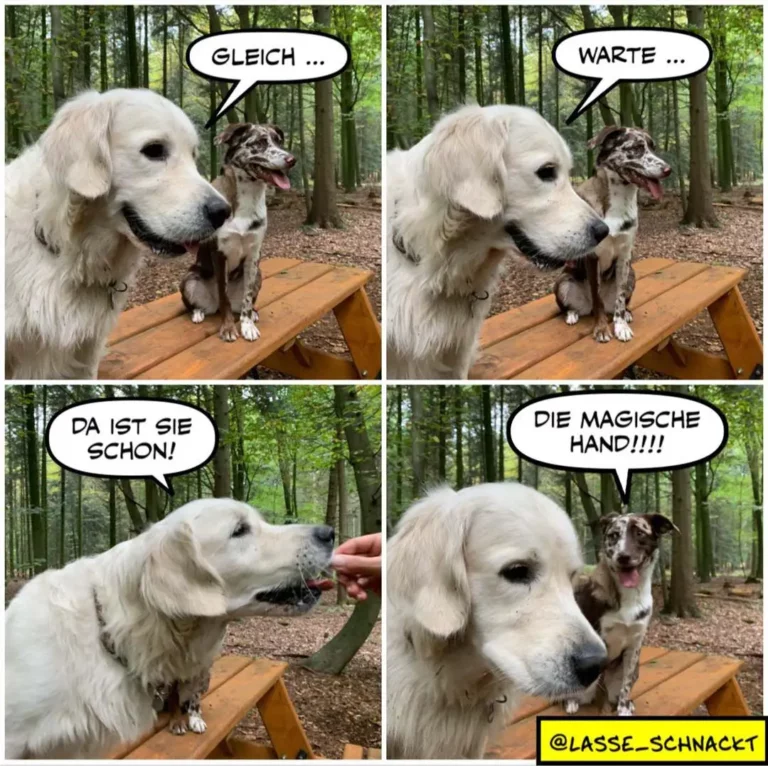 Weisser Hund sitzt auf Holzbank im Wald neben kleinerer brauner Hündin. Vier-Panel-Comic: erst sagt der weisse Hund 'GLEICH...', dann 'WARTE...', dann wird ihm von einer Menschenhand ein Leckerli gegeben, schliesslich zeigt er triumphierend auf die andere Hündin und sagt 'DIE MAGISCHE HAND!!!!'