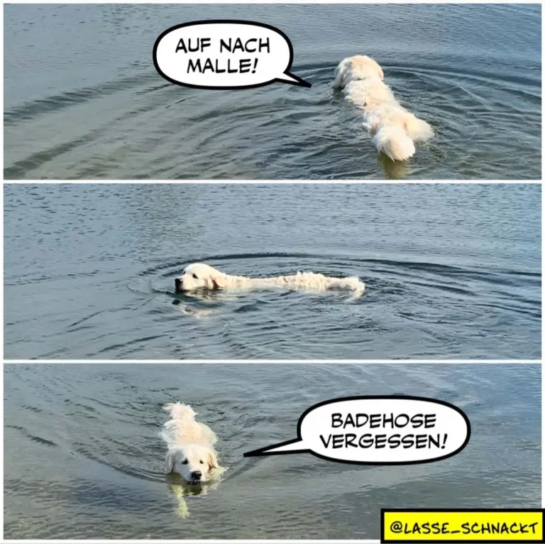 Weisser Hund im Wasser ruft «Auf nach Malle!», schwimmt dann horizontal wie eine Badehose davon und sagt «Badehose vergessen!»