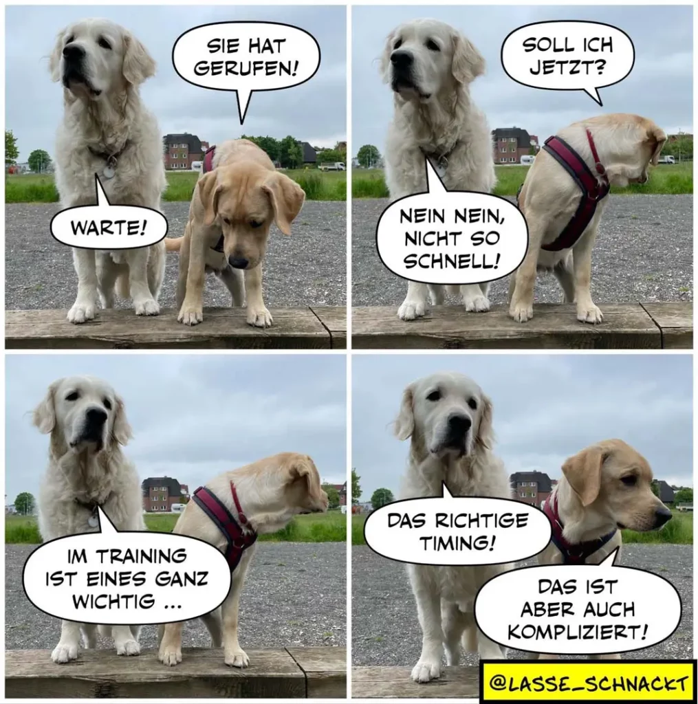 Zwei Labrador Retriever auf Holzsteg: weisser Hund sagt «Sie hat gerufen», hellbrauner Hund mit Geschirr antwortet «Soll ich jetzt?», dann «Nein nein, nicht so schnell!». Finale: weisser Hund «Im Training ist eines ganz wichtig...», hellbrauner «Das richtige Timing!», weisser «Das ist aber auch kompliziert!»