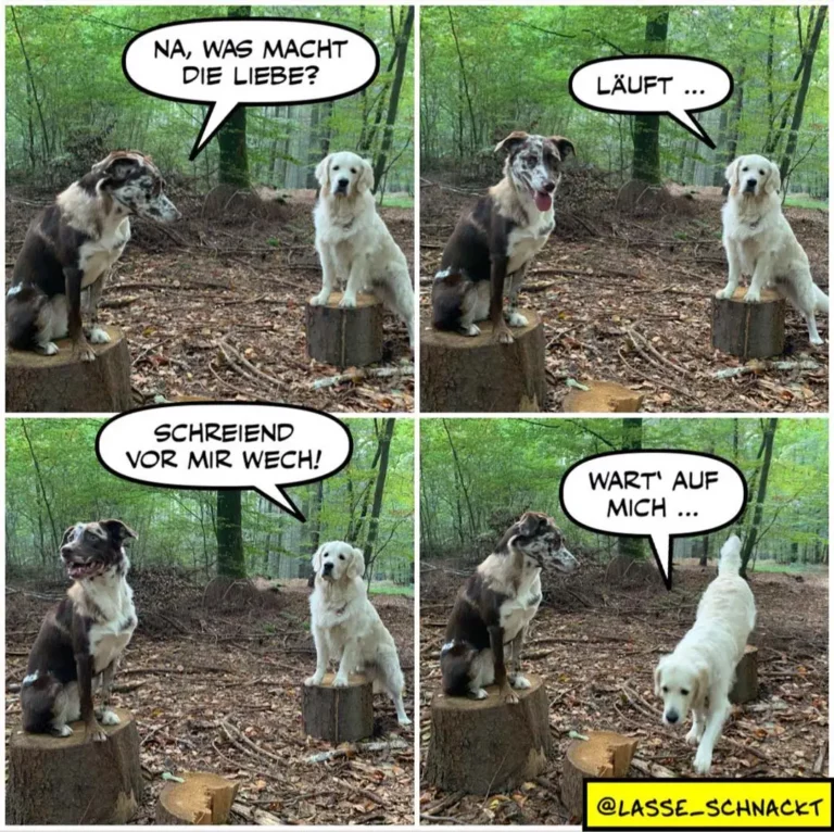 Vierpanel-Comic: Dunkelbrauner Hund fragt weissen Hund auf Baumstumpf «Na, was macht die Liebe?» Der weisse Hund antwortet «Läuft ...» und rennt davon. Der braune Hund ruft «Schreiend vor mir wech!» Der weisse Hund wendet sich um mit «Wart auf mich ...»