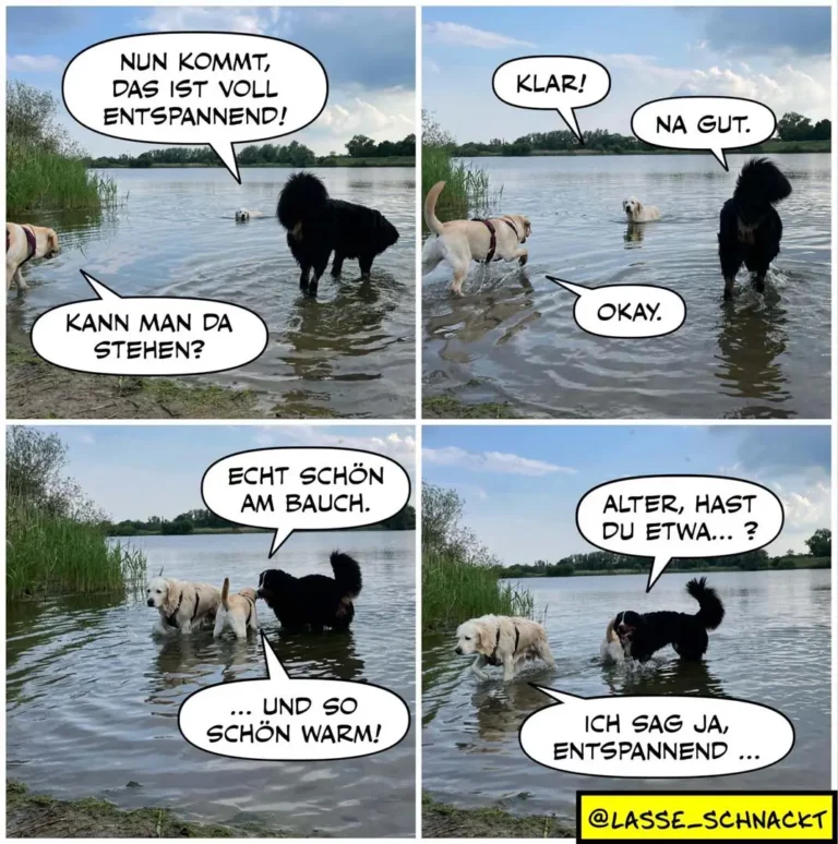 Zwei Hunde im Wasser: schwarzer Hund sagt zum hellbeigen Hund 'Nun kommt, das ist voll entspannend!' und 'Kann man da stehen?', dieser antwortet 'Klar! Na gut. Echt schön am Bauch. ... und so schön warm!' Schwarzer Hund fragt dann verwirrt 'Alter, hast du etwa...?' und antwortet selbst: 'Ich sag ja, entspannend...'
