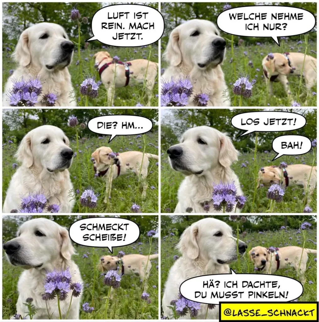 Weisser Labrador-Retriever schnuppert an violetten Blüten, zwei Hunde im Hintergrund. Comic-Dialog über Geruchssinn und Pinkeln.