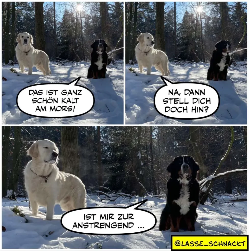 Weisser Hund und schwarzer Hund mit weissem Brustfleck im schneebedeckten Wald in drei Panels. Panel 1: weisser Hund sagt «Das ist ganz schön kalt am Mors!» Panel 2: schwarzer Hund antwortet «Na, dann stell dich doch hin!» Panel 3: weisser Hund mit verletztem Blick sagt «Ist mir zur Anstrengend...»