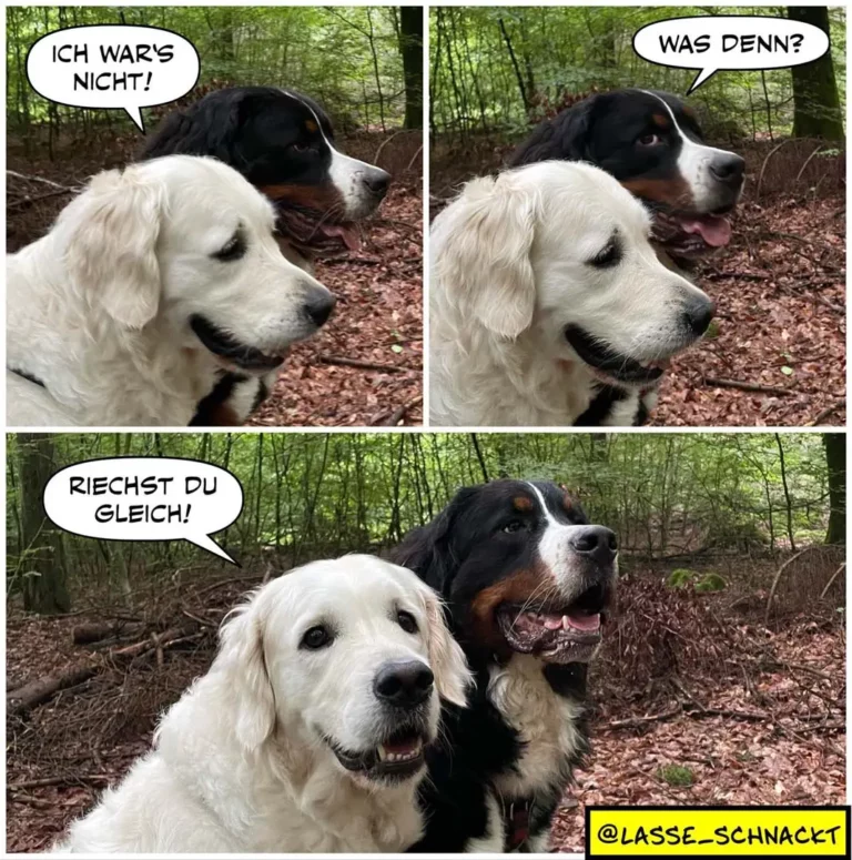 Weisser Hund sagt 'Ich war's nicht!', schwarzer Hund fragt 'Was denn?', weisser Hund antwortet 'Riechst du gleich!'