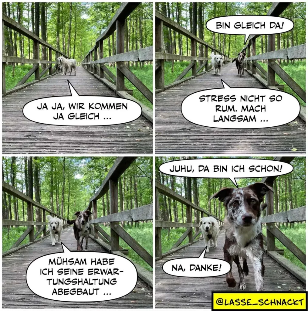 Zwei Hunde auf Waldsteg: grauer Hund sagt «Ja ja, wir kommen ja gleich», schwarzer Hund antwortet «Bin gleich da», dann «Stress nicht so rum, mach langsam», grauer Hund: «Juhu, da bin ich schon», schwarzer Hund: «Na, danke!»