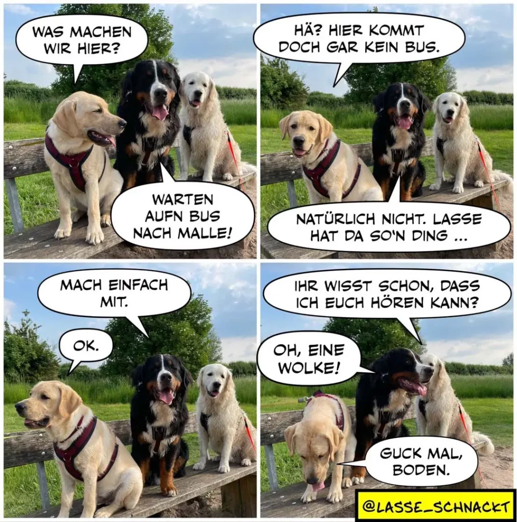 Drei Labrador-Retriever sitzen auf einer Bank. Der hellbraune Hund schlägt vor, auf einen Bus nach Mallorca zu warten, während der schwarze Hund skeptisch antwortet.