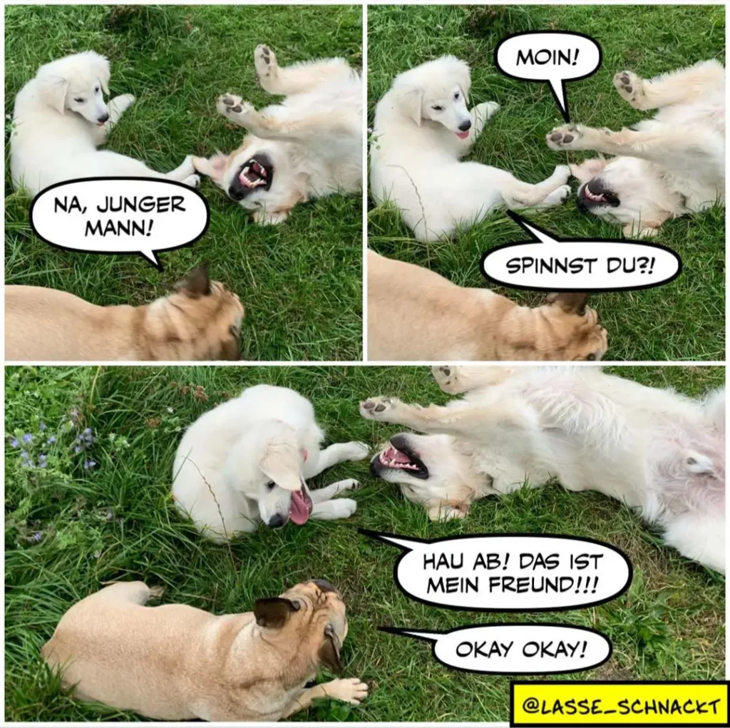 Drei weisse Hunde und ein brauner Hund auf Wiese. Oben: brauner Hund sagt 'NA, JUNGER MANN!', weisser Hund antwortet 'MOIN!'. Mitte: weisser Hund sagt 'SPINNST DU?!'. Unten: zwei weisse Hunde spielen, brauner Hund sagt 'HAU AB! DAS IST MEIN FREUND!!!', weisser Hund beruhigt ihn mit 'OKAY OKAY!'