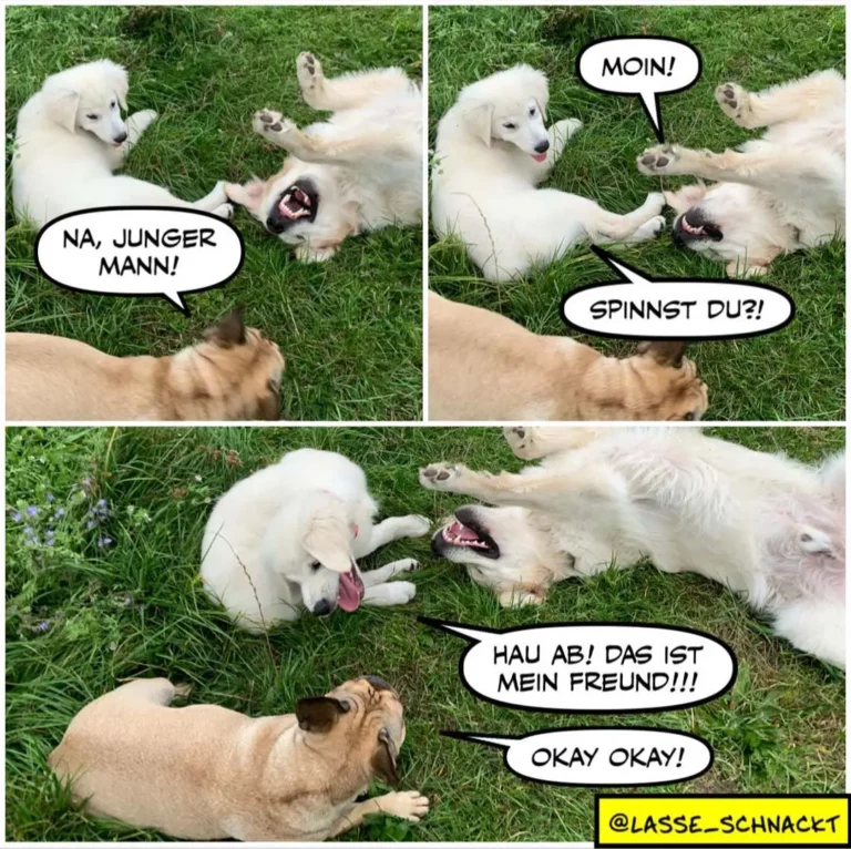Drei weisse Hunde und ein brauner Hund auf Wiese. Oben: brauner Hund sagt 'NA, JUNGER MANN!', weisser Hund antwortet 'MOIN!'. Mitte: weisser Hund sagt 'SPINNST DU?!'. Unten: zwei weisse Hunde spielen, brauner Hund sagt 'HAU AB! DAS IST MEIN FREUND!!!', weisser Hund beruhigt ihn mit 'OKAY OKAY!'