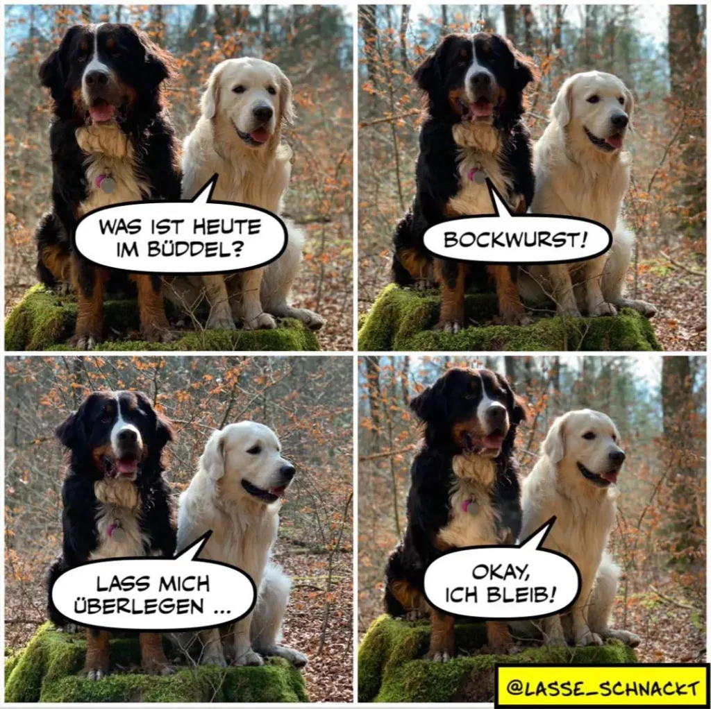 Zwei Hunde im Wald: schwarzer Hund fragt weissen Hund, was heute im Bündel ist. Weisser antwortet: Bockwurst. Schwarzer: Lass mich überlegen. Weisser: Okay, ich bleib.