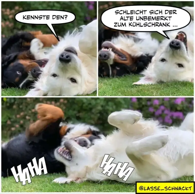 Weisser Hund liegt auf dem Rücken, schwarzer Hund beugt sich über ihn. Weisser Hund lacht und sagt «Kennste den?», schwarzer Hund antwortet genervt «Schleicht sich der Alte unbemerkt zum Kühlschrank».