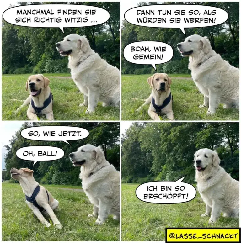 Zwei Labrador-Retriever auf Wiese: kleiner Hund sitzt aufrecht, grosser Hund dahinter. Comic-Dialog über Gehorsam und Ballspiel.