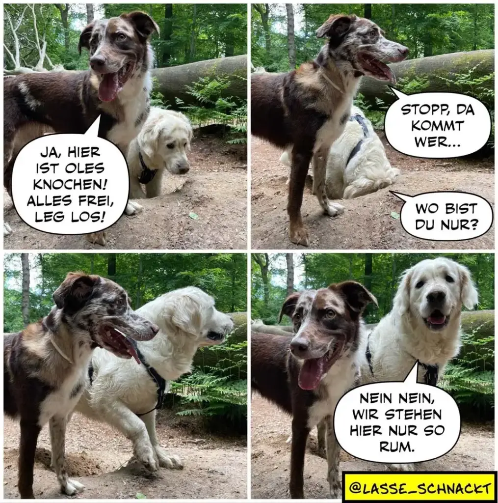 Zwei Hunde in einem Wald: brauner Hund sagt «Ja, hier ist Oles Knochen! Alles frei, leg los!» Weisser Hund warnt «Stopp, da kommt wer...» Brauner Hund fragt «Wo bist du nur?» Im letzten Panel stehen beide entspannt nebeneinander, brauner Hund sagt «Nein nein, wir stehen hier nur so rum.»