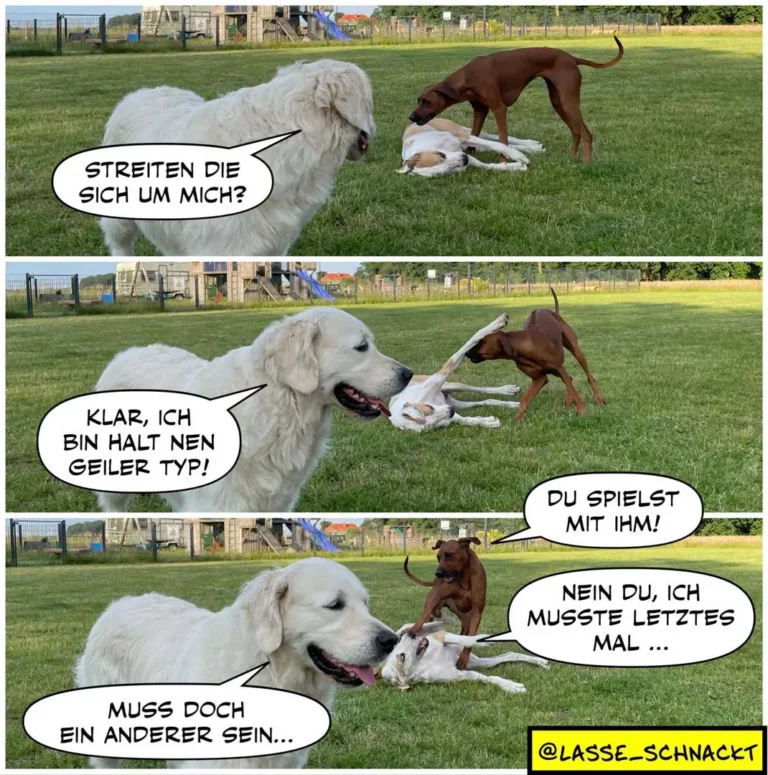Weisser Hund und brauner Hund spielen mit Seil auf Wiese. Weisser Hund fragt, ob Seil um ihn geht, erklärt dann, dass er kein Geiler-Typ ist, muss aber anders sein.