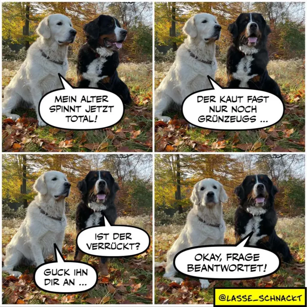 Weisser und schwarzer Labrador im Herbstwald: Der weisse sagt, sein alter Spinnt jetzt total, der schwarze antwortet, der Kaut nur noch Grünzeug
