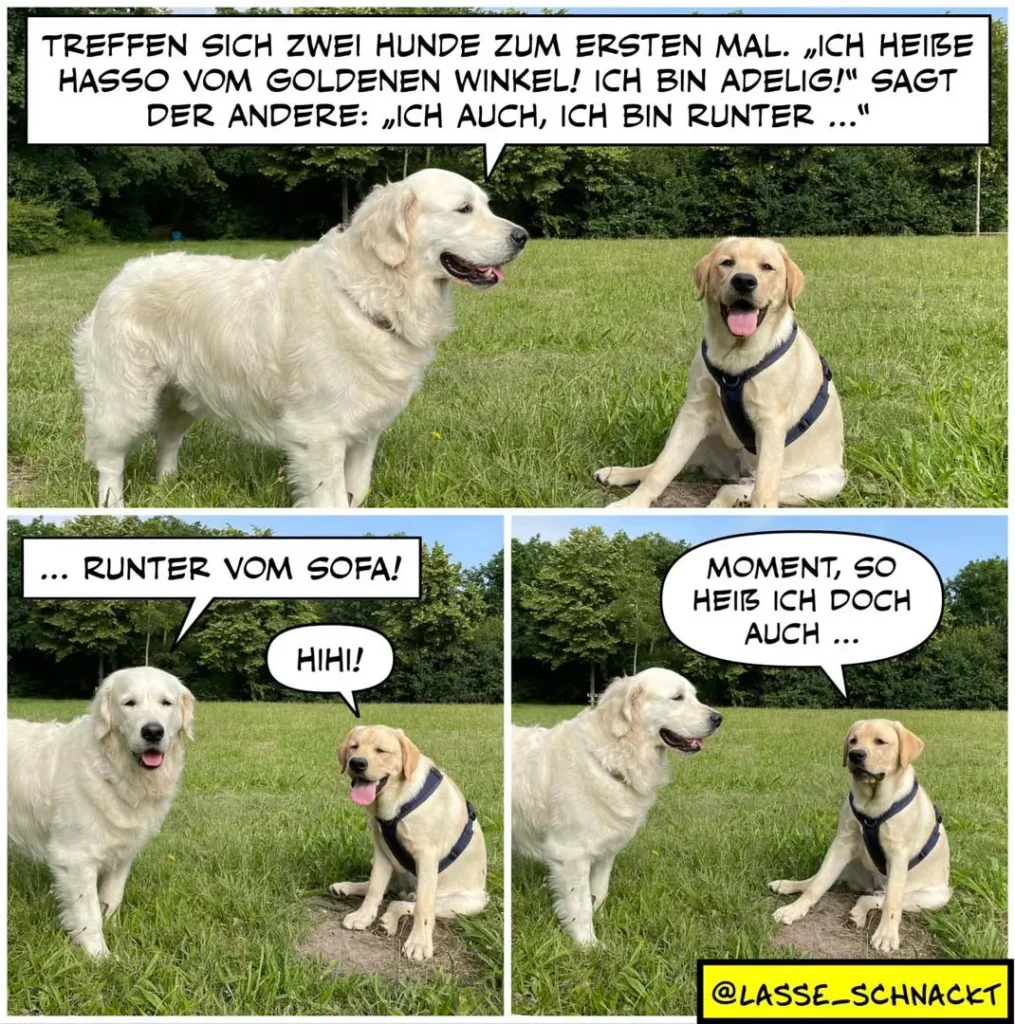 Zwei Labrador Retriever treffen sich auf einer Wiese. Der weisse Hund stellt sich vor, der braune antwortet lapidar.