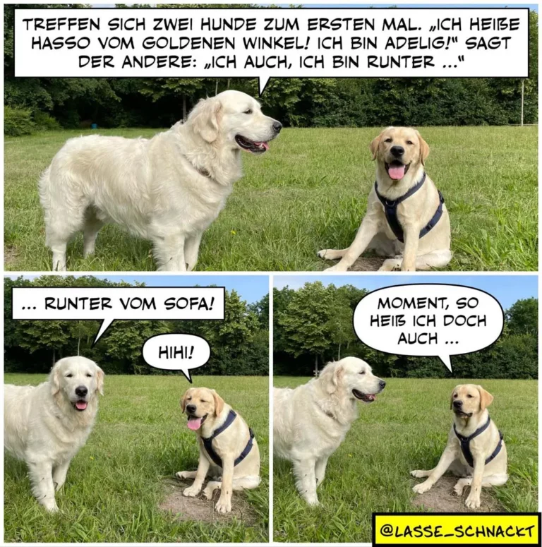 Zwei Labrador Retriever treffen sich auf einer Wiese. Der weisse Hund stellt sich vor, der braune antwortet lapidar.