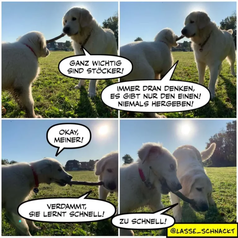 Zwei weisse Hunde auf einer Wiese im Dialog: Der eine sagt dem anderen, alle Stöcker seien wichtig, es gebe nur einen – der andere antwortet resigniert.